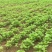 出售药材怀牛膝种子赤峰产量高春夏季播种牛膝种子药材种子包