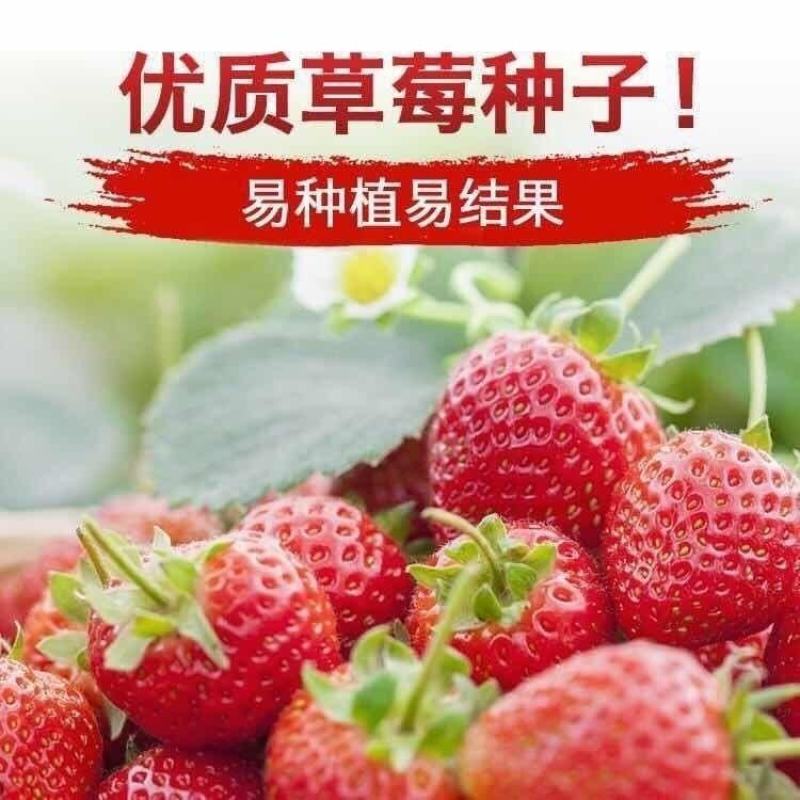 四季播种散装草莓种子室内阳台盆栽蔬菜水果蔬菜籽菜园水果种