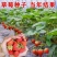 四季播种散装草莓种子室内阳台盆栽蔬菜水果蔬菜籽菜园水果种