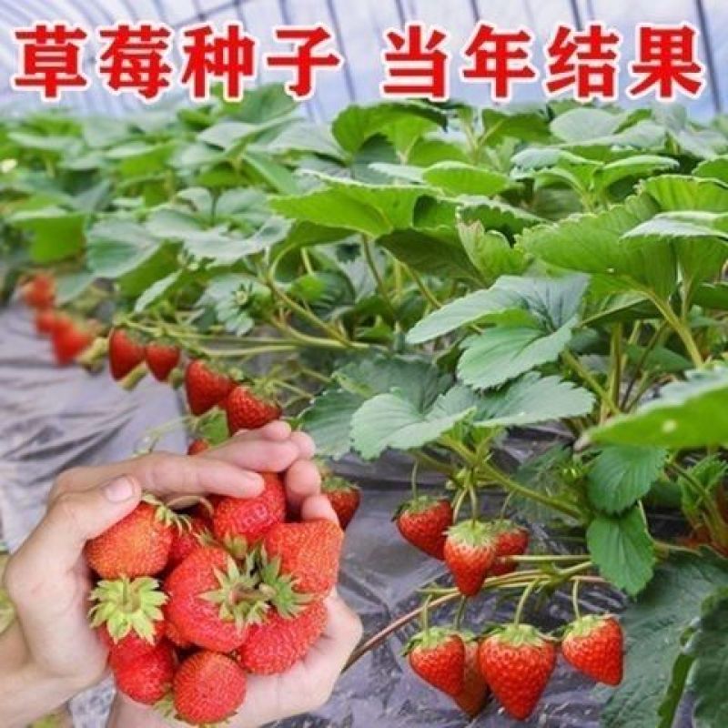 四季播种散装草莓种子室内阳台盆栽蔬菜水果蔬菜籽菜园水果种