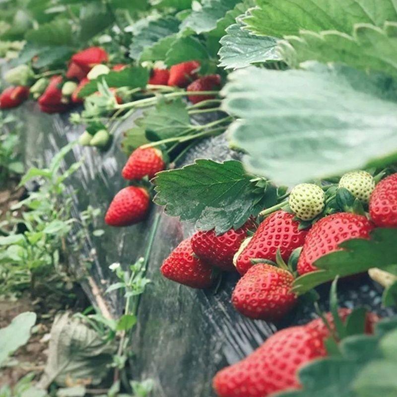 四季播种散装草莓种子室内阳台盆栽蔬菜水果蔬菜籽菜园水果种