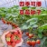 四季播种散装草莓种子室内阳台盆栽蔬菜水果蔬菜籽菜园水果种