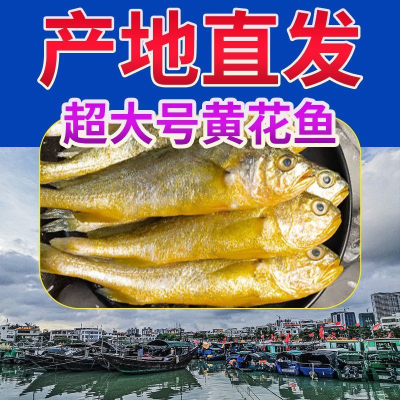 海捕黄花鱼小黄鱼新鲜冷冻鲜活黄鱼批发大黄花鱼整箱海鲜