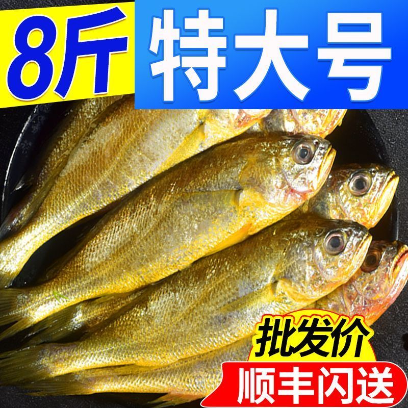 海捕黄花鱼小黄鱼新鲜冷冻鲜活黄鱼批发大黄花鱼整箱海鲜