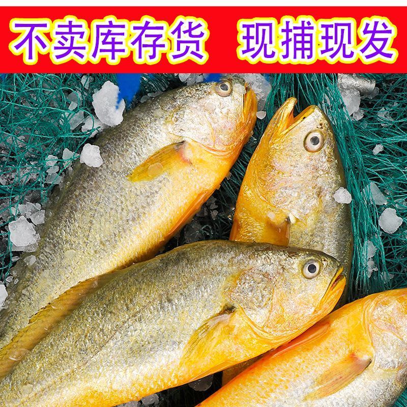 海捕黄花鱼小黄鱼新鲜冷冻鲜活黄鱼批发大黄花鱼整箱海鲜