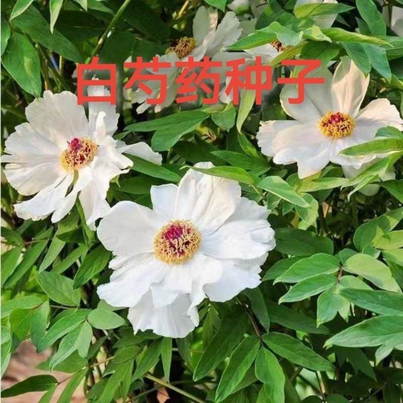 白芍种子材芍药种子白芍籽白芍药材种子红药种籽花海芍药种