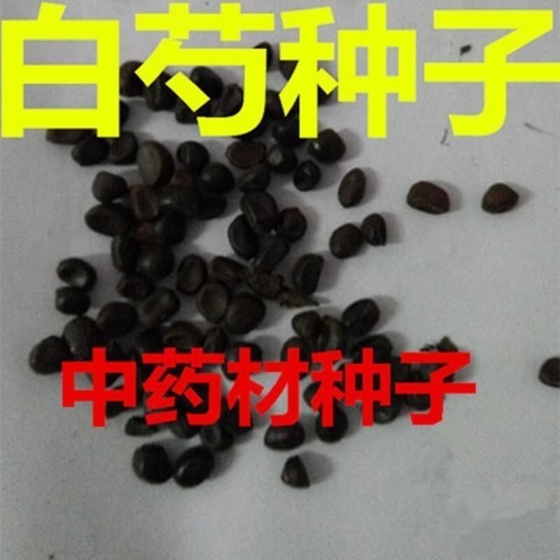白芍种子材芍药种子白芍籽白芍药材种子红药种籽花海芍药种