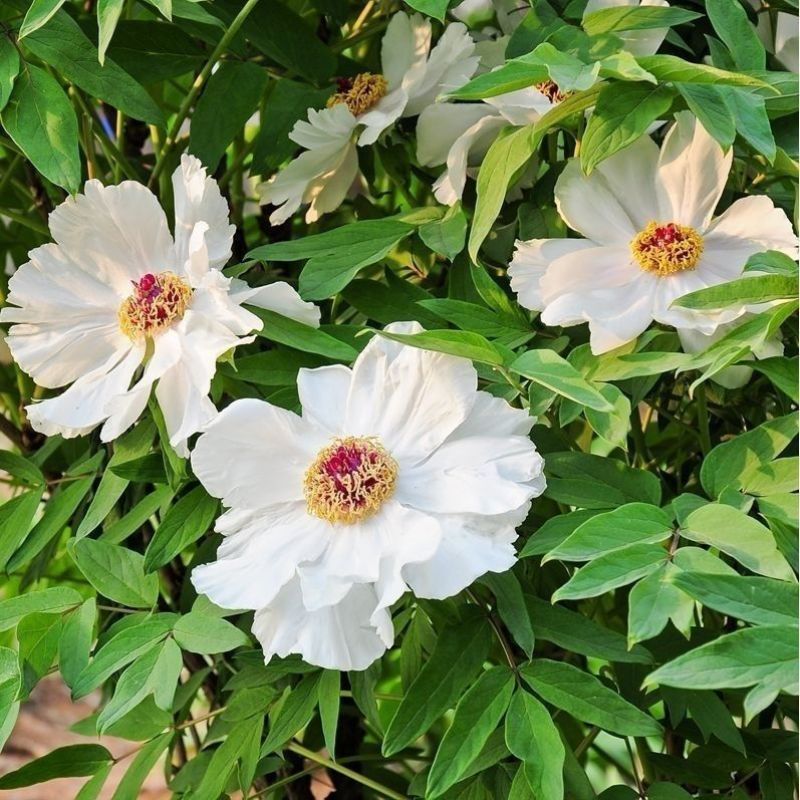 白芍种子材芍药种子白芍籽白芍药材种子红药种籽花海芍药种
