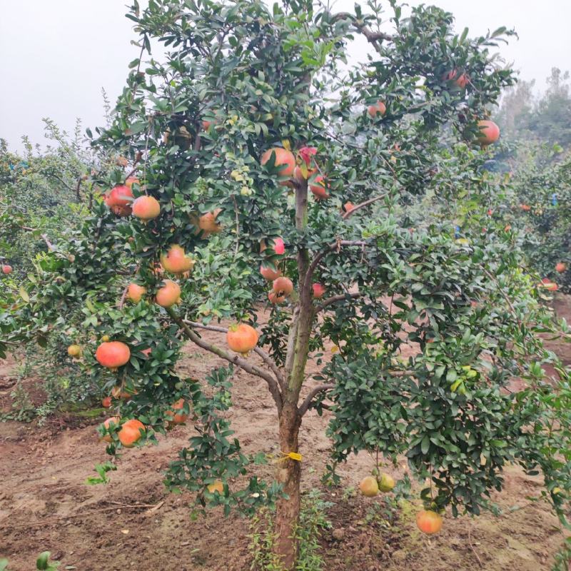 突尼斯石榴树