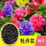 进口洛阳牡丹种籽牡丹花种子混色春播四季盆栽阳台药用观赏牡