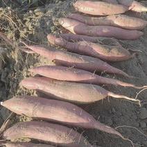 山东省菏泽市哈密红薯白雪公主地瓜，自己种植，大量供应