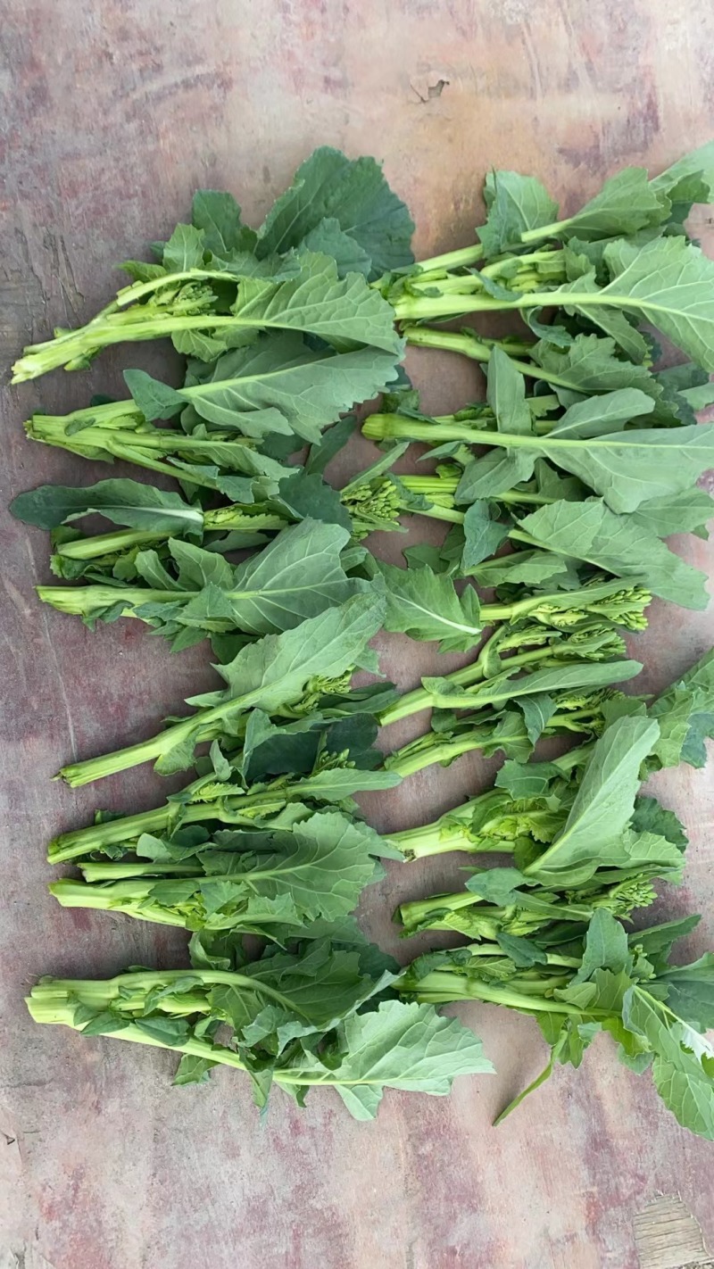 油菜苔