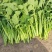 油菜苔
