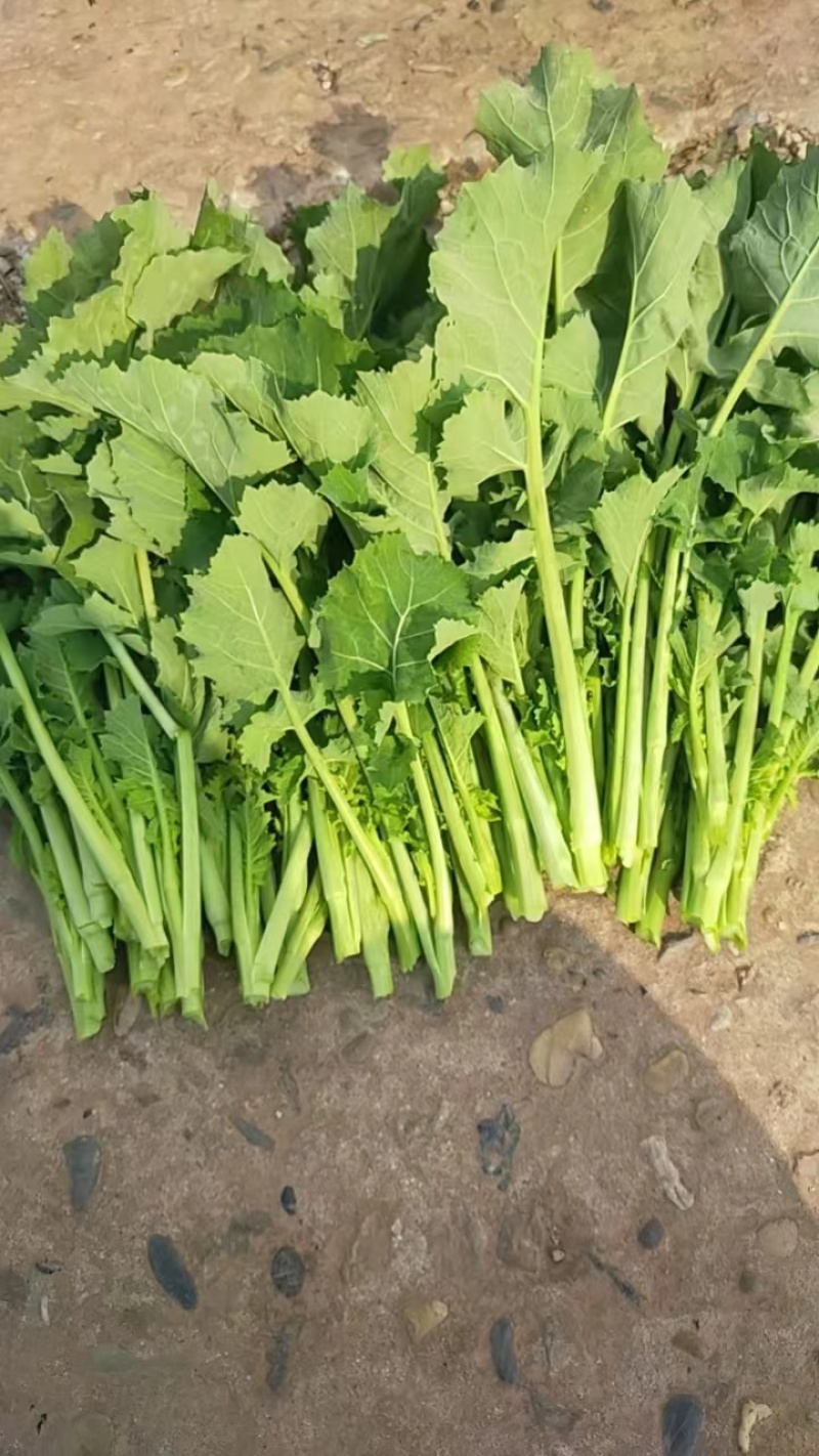 油菜苔