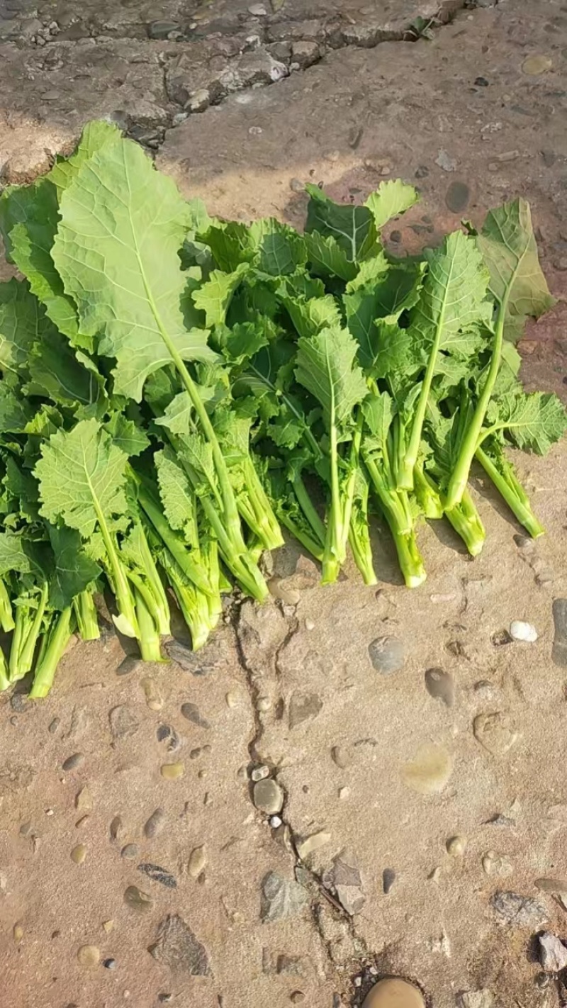 油菜苔