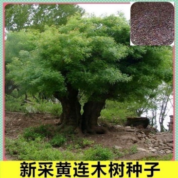 黄连木种子新采优质黄连木籽庭院花园行道绿化观叶风景树林木