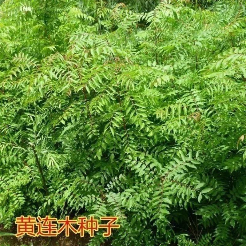 黄连木种子新采优质黄连木籽庭院花园行道绿化观叶风景树林木
