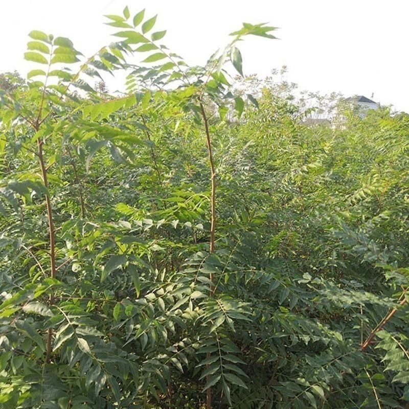 黄连木种子新采优质黄连木籽庭院花园行道绿化观叶风景树林木