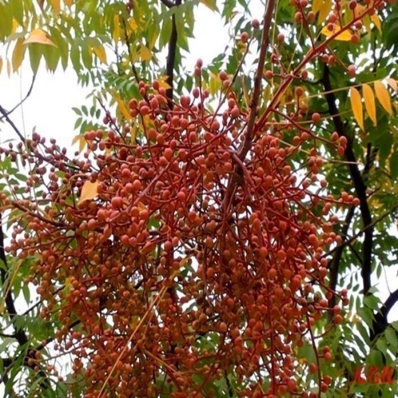 黄连木种子新采优质黄连木籽庭院花园行道绿化观叶风景树林木