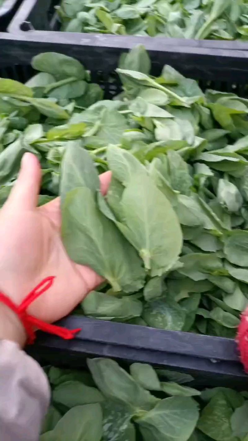 百亩碗豆尖种植基地