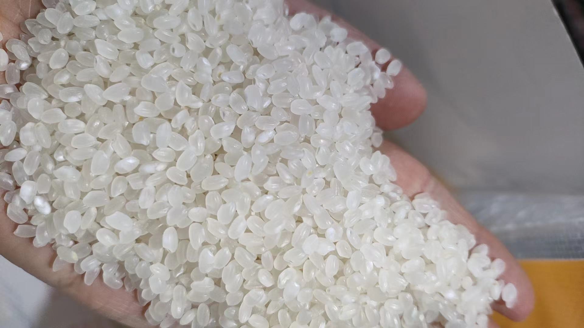 一张高清俯拍图,左侧为淡黄色的高丽参薄片整齐排列在白色瓷碟中,右侧为晶莹剔透的粳米颗粒铺满木质托盘,背景为浅色厨房台面,光线柔和自然 高丽参与大米分开放置在木质托盘上的特写
