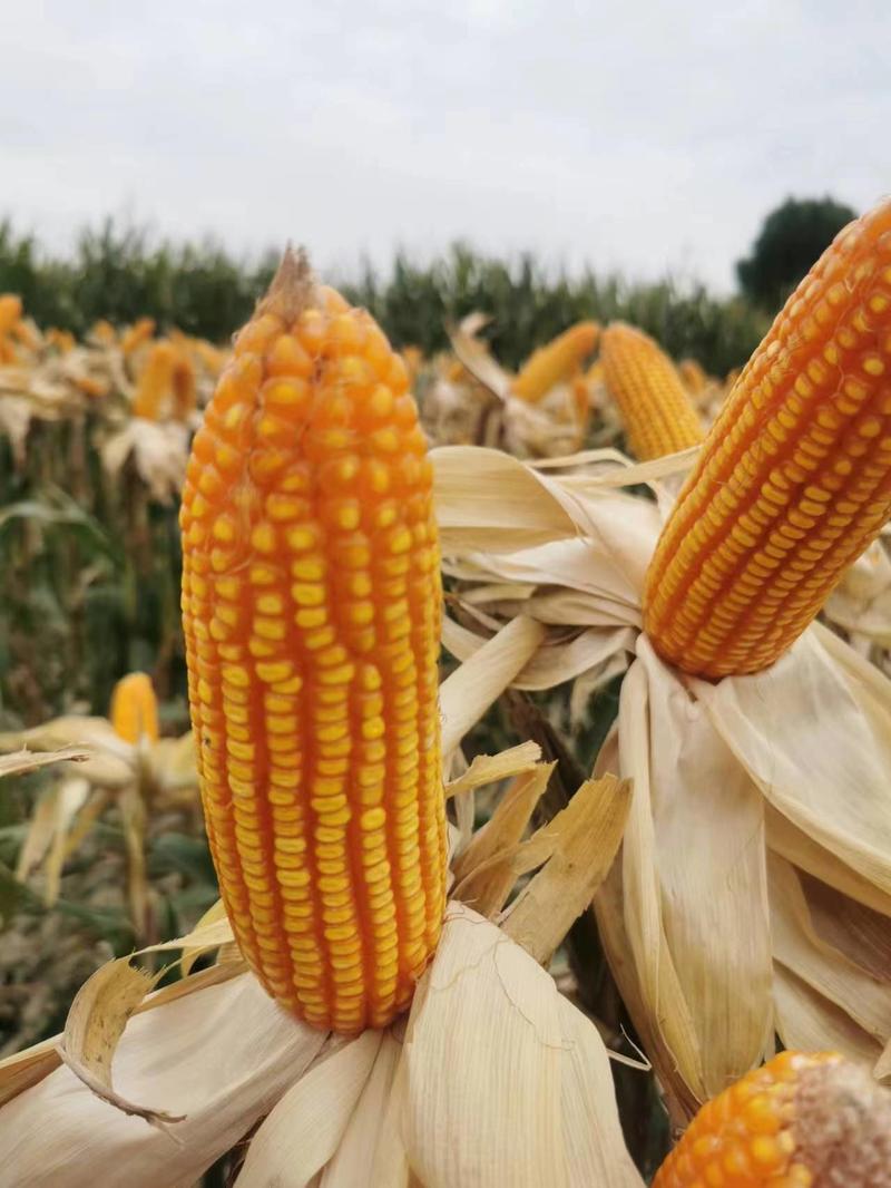 丹东良玉99玉米种子第四代国审产量高扛倒能力突出