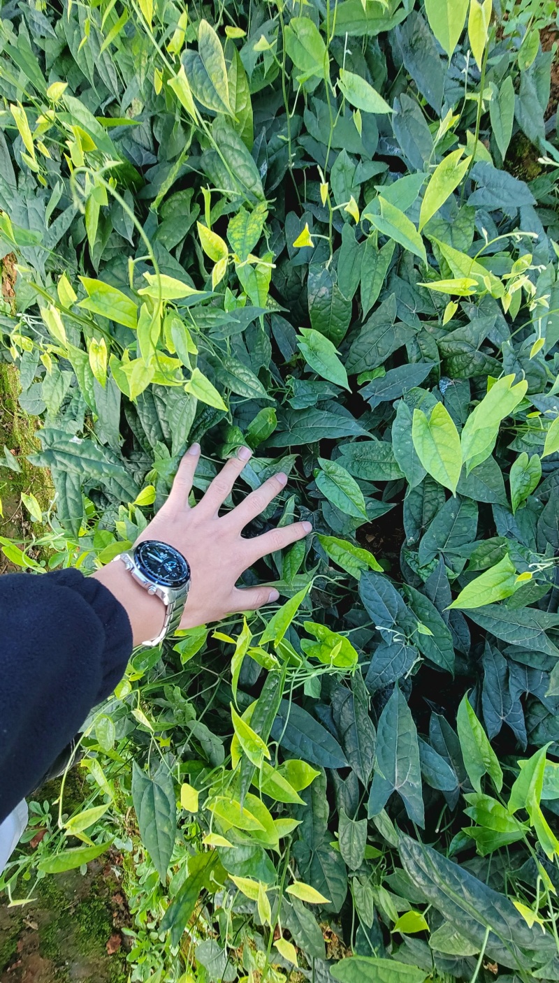 金果榄种苗批发