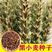 小麦种子大麦种子黑小麦种子荞麦种子燕麦种子芽苗菜种子榨汁