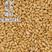 小麦种子大麦种子黑小麦种子荞麦种子燕麦种子芽苗菜种子榨汁