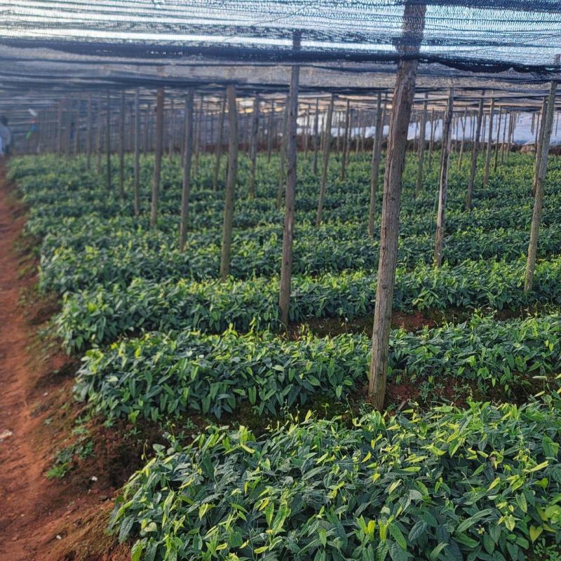 金果榄种苗批发