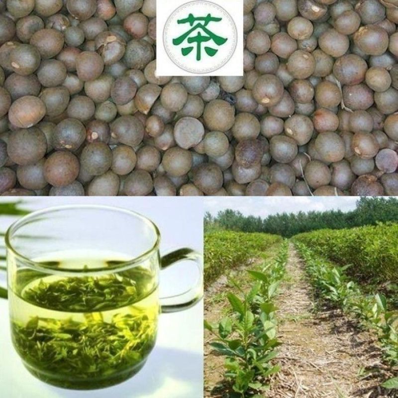 绿茶种子特早茶种子耐寒茶叶种子茶树籽各种茶叶种子