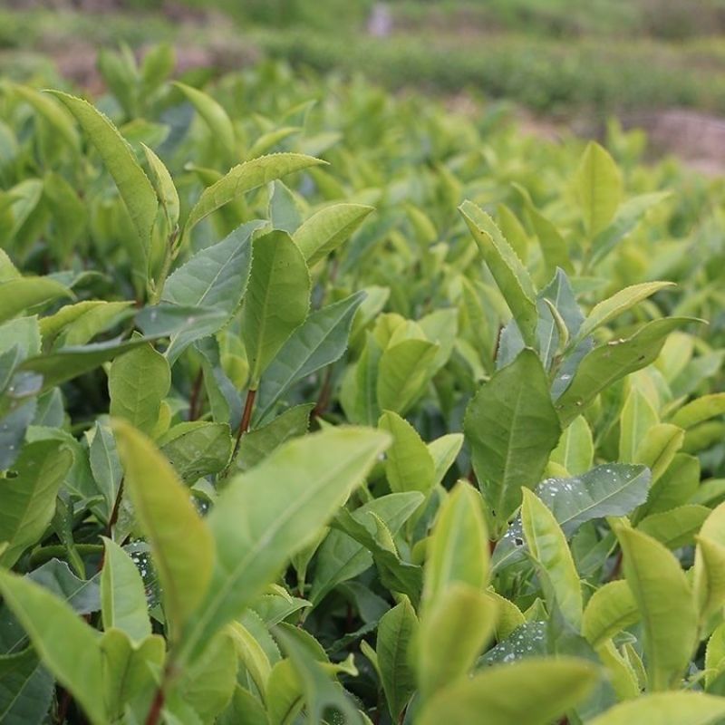 绿茶种子特早茶种子耐寒茶叶种子茶树籽各种茶叶种子