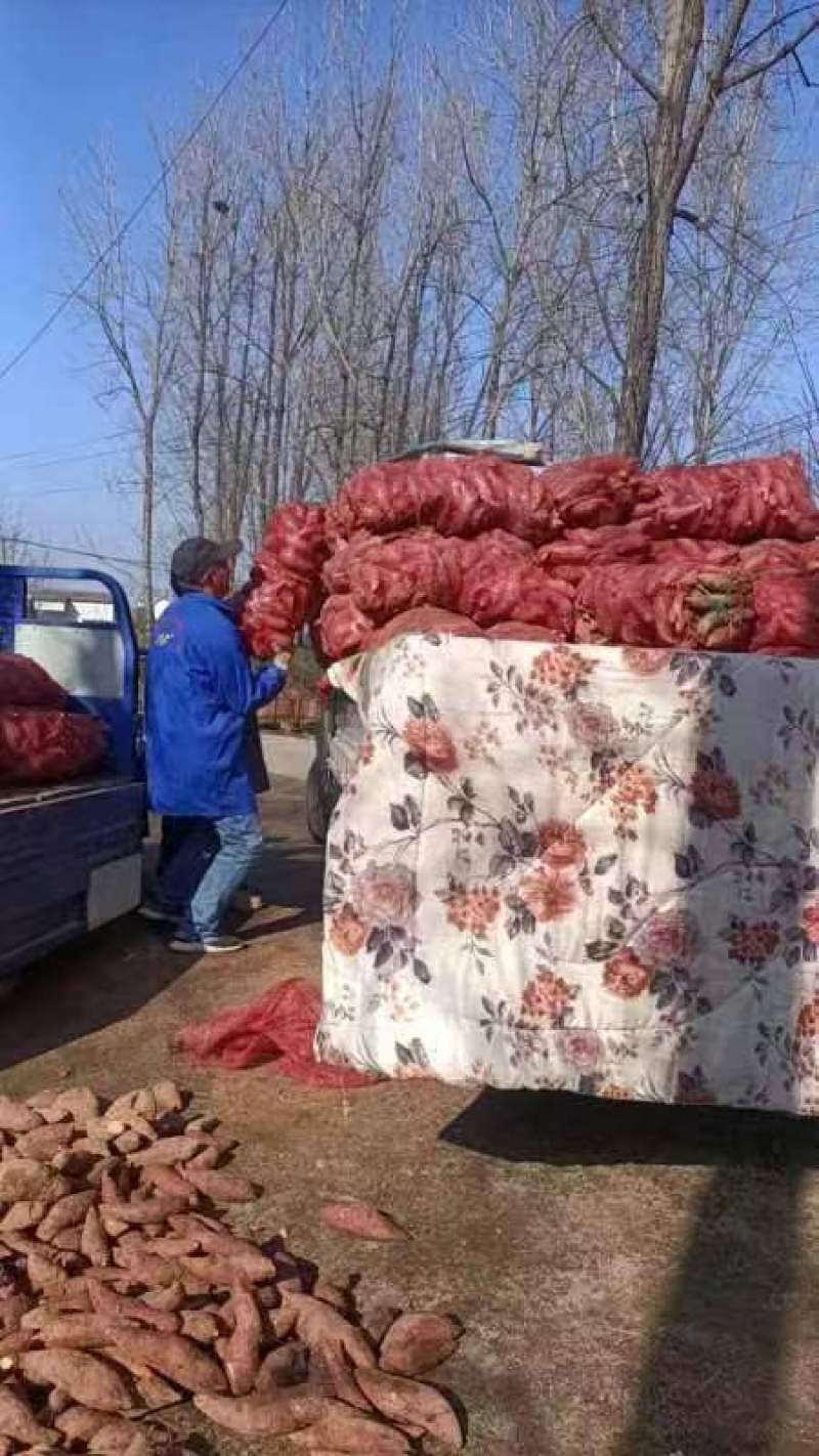 河南丘陵地带西瓜红红薯