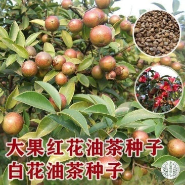 正宗红花油茶种子油茶种子白花油茶籽大果红花油茶种茶树种油