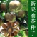 正宗红花油茶种子油茶种子白花油茶籽大果红花油茶种茶树种油