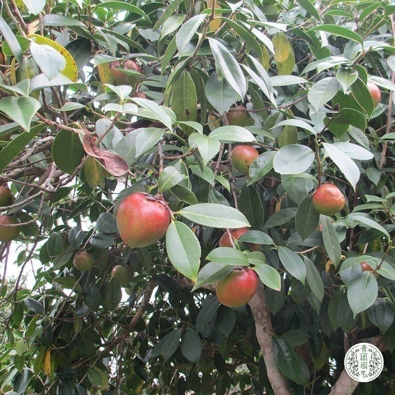 正宗红花油茶种子油茶种子白花油茶籽大果红花油茶种茶树种油