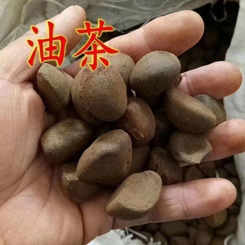 正宗红花油茶种子油茶种子白花油茶籽大果红花油茶种茶树种油