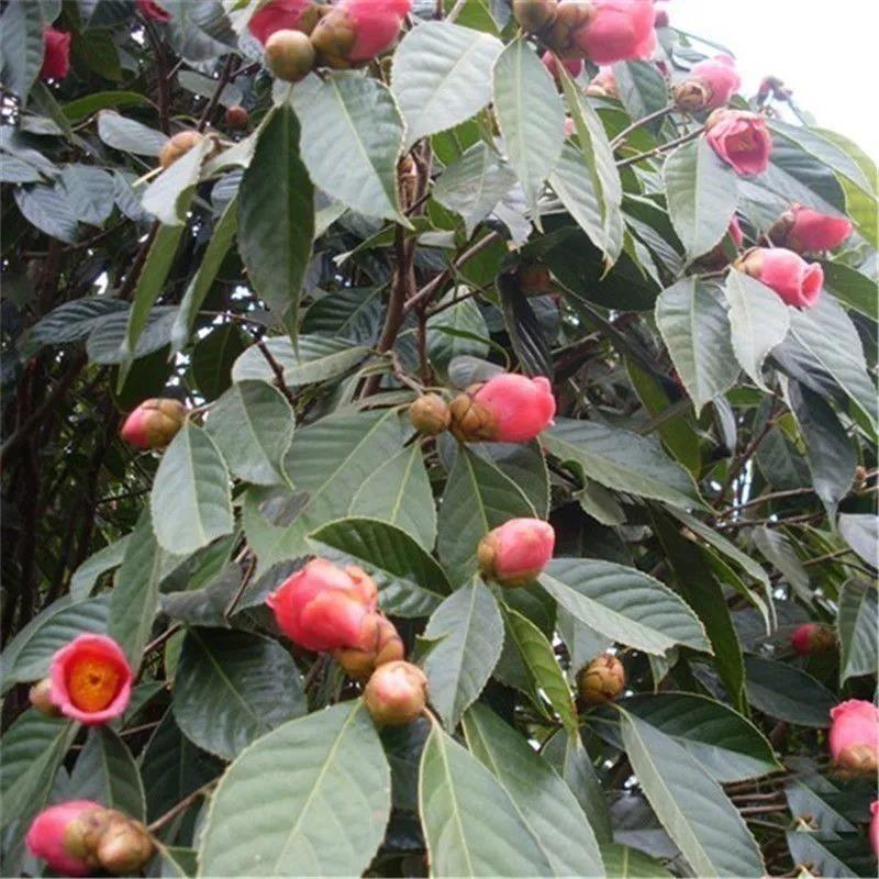 正宗红花油茶种子油茶种子白花油茶籽大果红花油茶种茶树种油