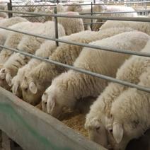 【绵羊】吉林白城产地直供育肥羊大量有货量大从优电联