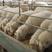 【绵羊】吉林白城产地直供育肥羊大量有货量大从优电联优惠