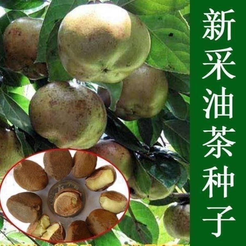 绿茶种子茶树种子耐寒茶叶种子油茶种子红色油茶种子白花油茶