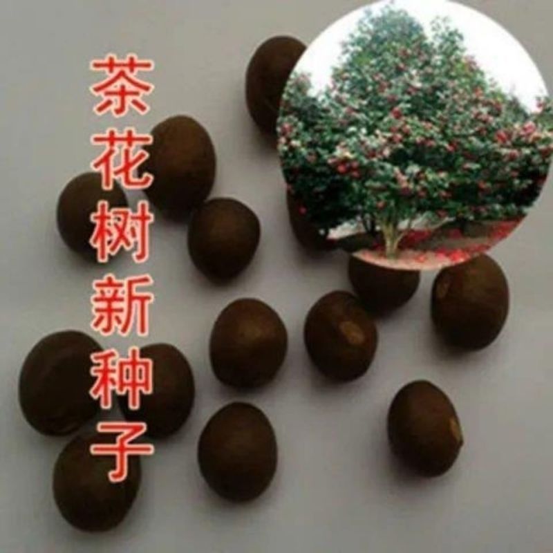 绿茶种子茶树种子耐寒茶叶种子油茶种子红色油茶种子白花油茶