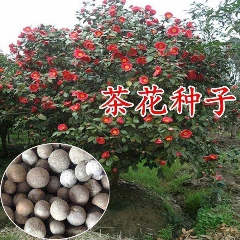 绿茶种子茶树种子耐寒茶叶种子油茶种子红色油茶种子白花油茶
