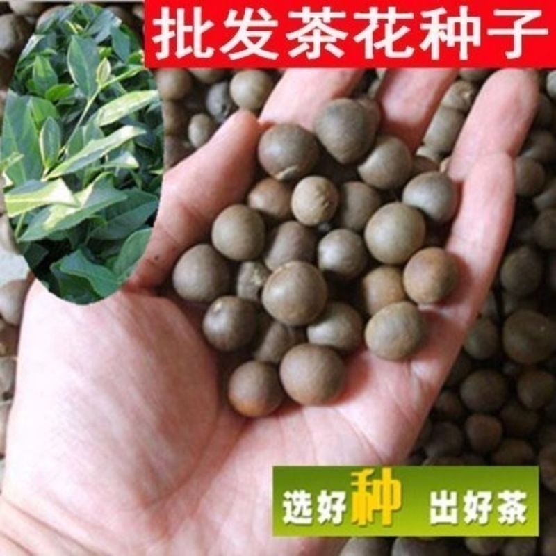 绿茶种子茶树种子耐寒茶叶种子油茶种子红色油茶种子白花油茶