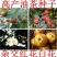 绿茶种子茶树种子耐寒茶叶种子油茶种子红色油茶种子白花油茶