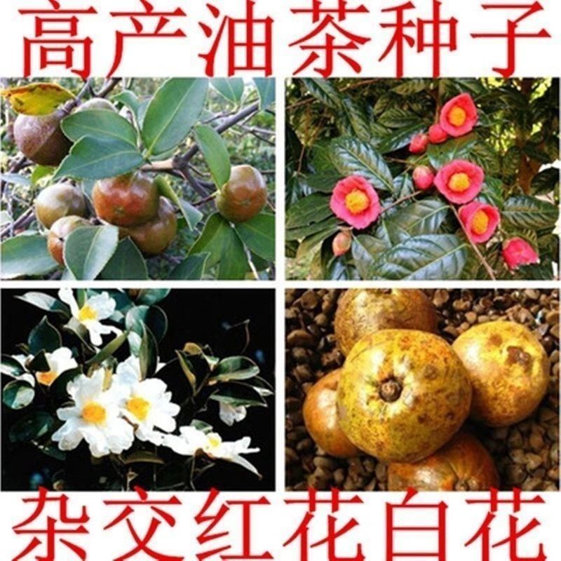 绿茶种子茶树种子耐寒茶叶种子油茶种子红色油茶种子白花油茶