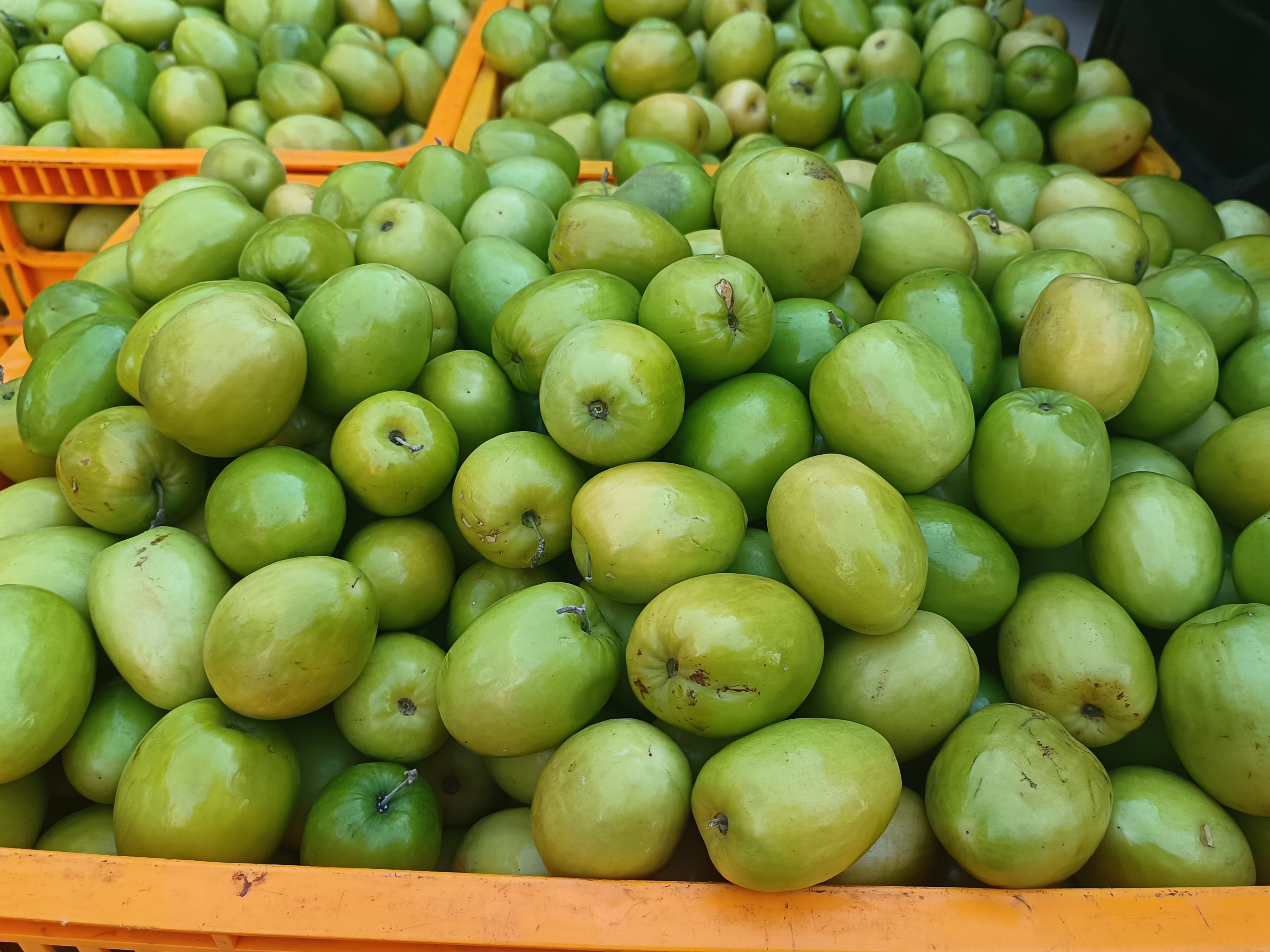 一篮新鲜的青枣,颜色翠绿,表皮光滑,摆放在木质桌面上 新鲜青枣实物图