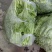菜苔