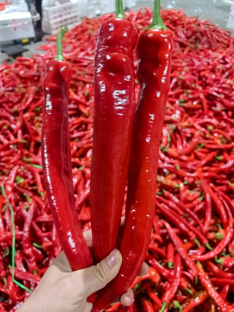 红尖椒，尖红，红辣椒，尖红椒。大量供应市场，超市。
