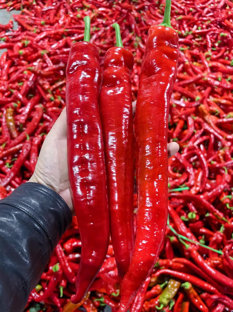 红尖椒，尖红，红辣椒，尖红椒。大量供应市场，超市。